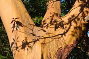 Arbutus Shadow Branches 3