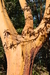 Knot Arbutus Tree