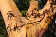 Knot Arbutus Tree