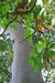 Arbutus Tree Forest