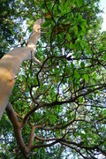 Arbutus Tree Top