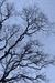 Garry Oak 2