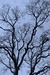 Garry Oak 2