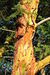 Sunlit Arbutus