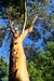 Arbutus Shadow Branches