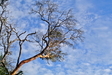 Knot Arbutus Tree